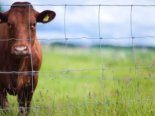Hauteur 1,7 m Clôture métallique de bétail haute résistance en PVC galvanisé revêtu